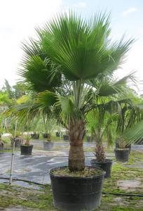 Copernicia berteroana 9'OA 95gal.JPG